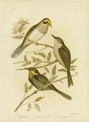 Minero de Garganta Amarilla, 1891